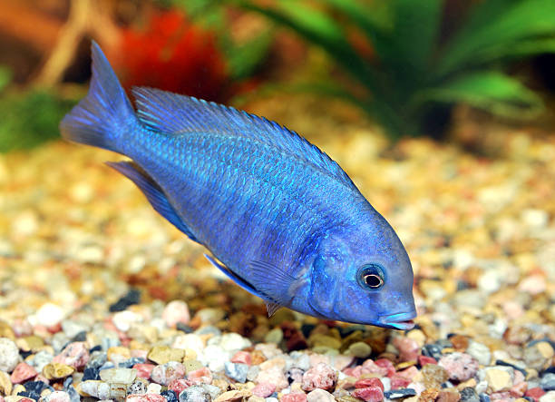 Fish  cichlid stock pictures, royalty-free photos & images