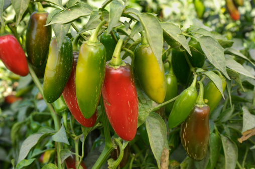 Close-up of jalapeno chili peppers ripening on plant.