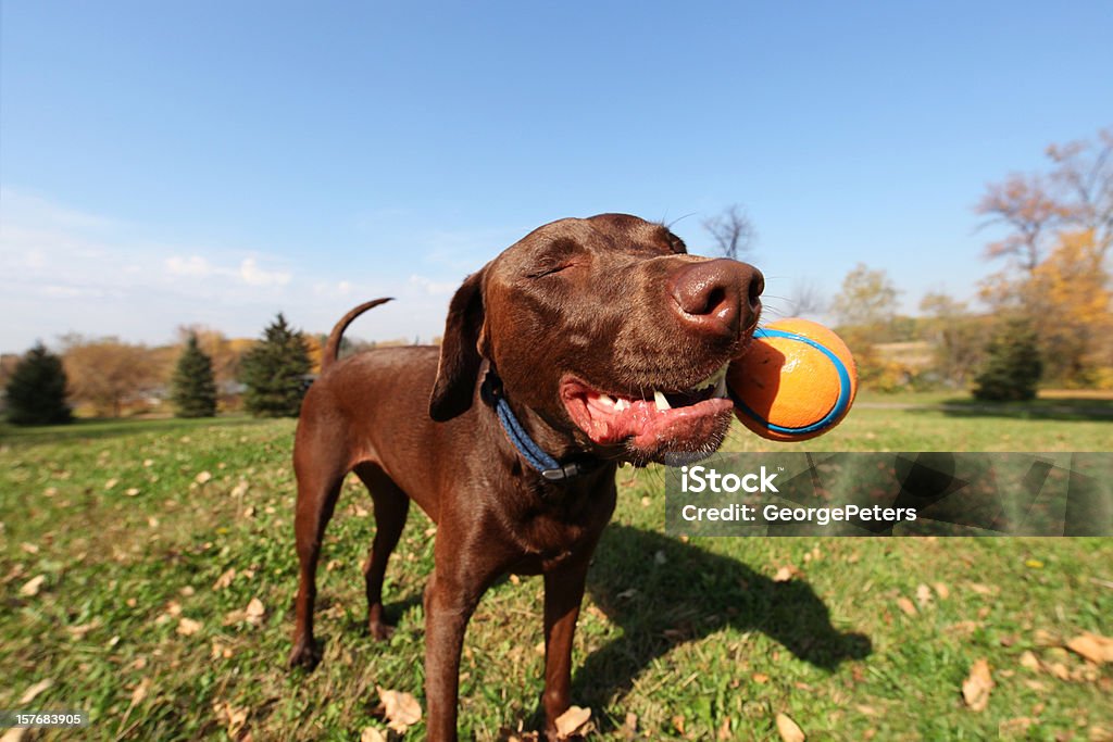 Sorridente cane masticare palla - Foto stock royalty-free di Cane