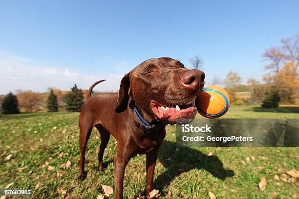 Sorridente Cão Mastigar Bola - Fotografias de stock e mais imagens de Cão - Cão, Esfera, Humor