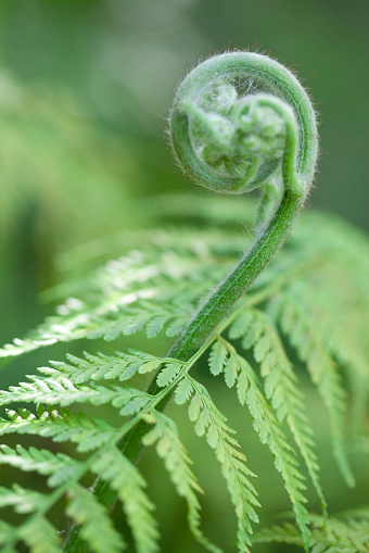 New fern frond unfurling, against a green fern background