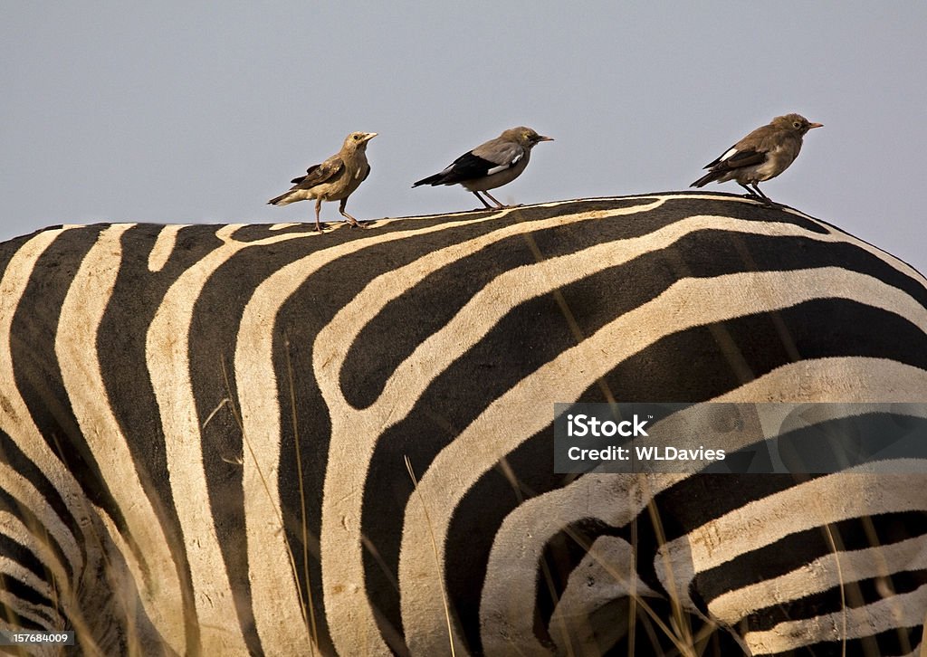 Weaver pássaros na zebra's back - Foto de stock de Animais de Safári royalty-free