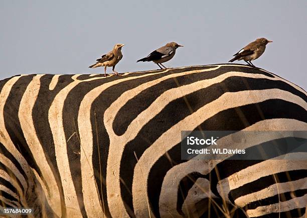 Foto de Weaver Pássaros Na Zebras Back e mais fotos de stock de Animais de Safári - Animais de Safári, Animal, Animal selvagem