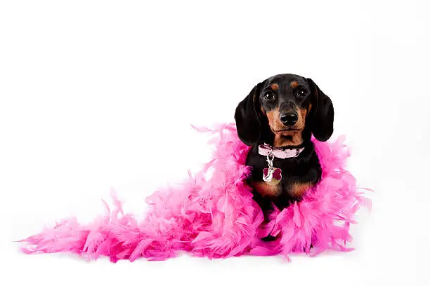 Photo of Pretty in Pink Dachshund. Dog Humor Dress Up