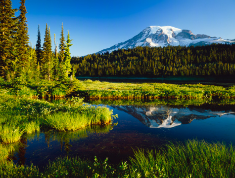 Mount Rainier sits in the background with the calm waters of a pond.