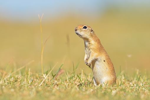 a confused looking prairie dog standing up next to his hole