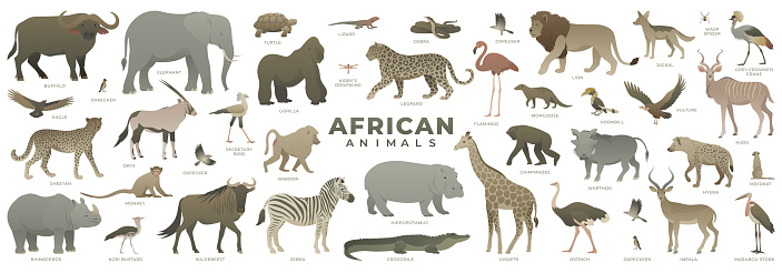 African savannah animals set. Modern vector illustration of safari wildlife. Elephant, giraffe, zebra, leopard, lion, gorilla, rhino, warthog, monkey, hyena, ostrich, hippo, cobra, impala, turtle, crocodile, buffalo, lizard, oxpecker, secretary bird, marabou stork, cheetah, jackal, mongoose, kudu, oryx, chimpanzee, baboon, wildebeest, hornbill, kori bustard, grey crowned crane, vulture, wasp spider, kirby’s dropwing.