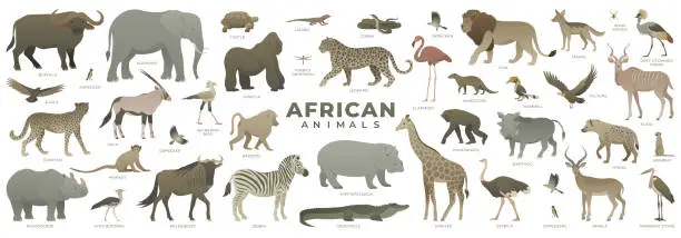 Vector illustration of Big African animal collection isolated on white background.
