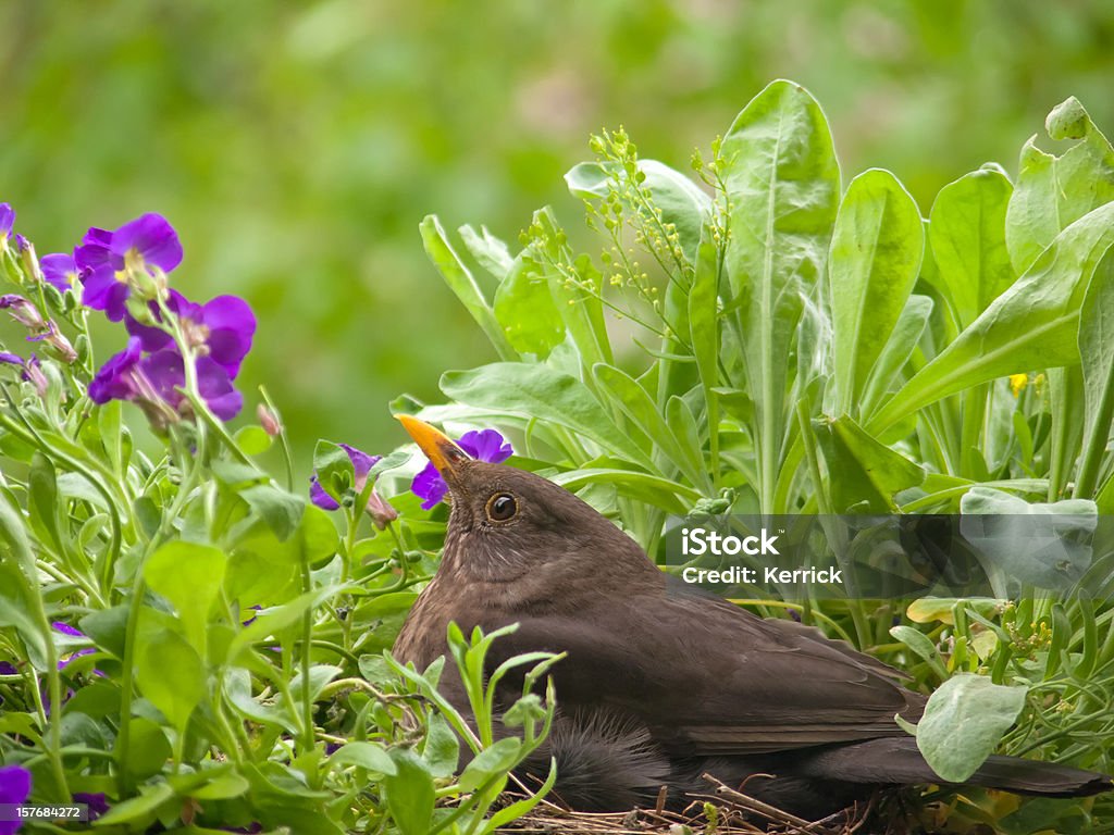 alert weibliche blackbird Zuchtzwecken in Ihrem nest - Lizenzfrei Amsel Stock-Foto
