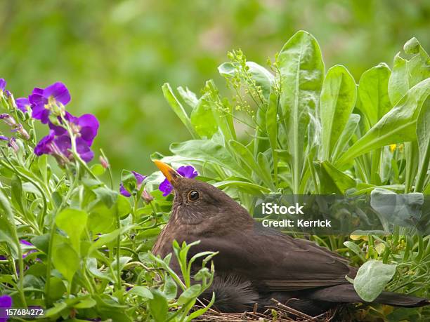 Alert Weibliche Blackbird Zuchtzwecken In Ihrem Nest Stockfoto und mehr Bilder von Amsel