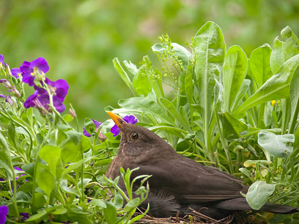 alert female blackbird breeding in her nest  aufzucht stock pictures, royalty-free photos & images