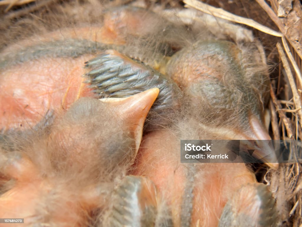 blackbird Babys im nest - 4 Tage. - Lizenzfrei Amsel Stock-Foto