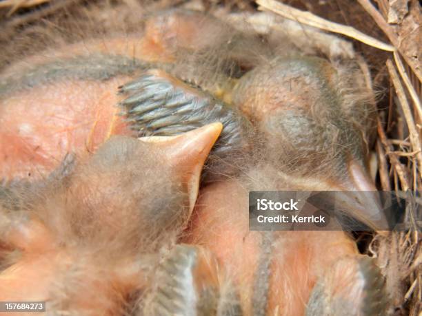 Blackbird Babys Im Nest 4 Tage Stockfoto und mehr Bilder von Amsel - Amsel, Blatt - Pflanzenbestandteile, Drei Tiere