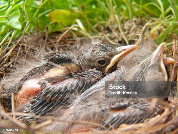 Blackbird Babys Im Nest 7 Tage Stockfoto und mehr Bilder von Amsel - Amsel, Blatt - Pflanzenbestandteile, Drei Tiere