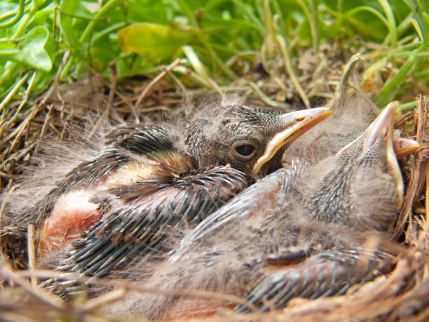 Blackbird babies in the nest - 7 days old  aufzucht stock pictures, royalty-free photos & images