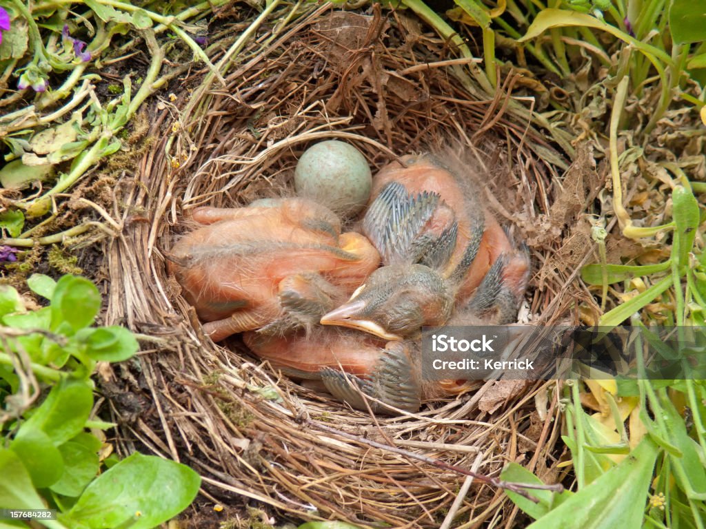 blackbird Babys im nest - 5 Tage. - Lizenzfrei Amsel Stock-Foto