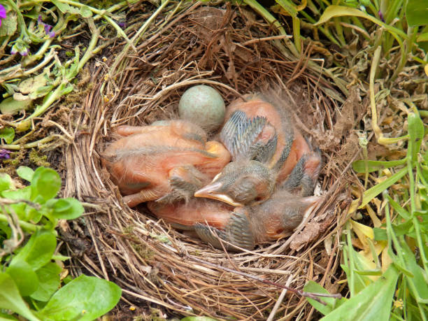 blackbird babies in the nest -  5 days old.  aufzucht stock pictures, royalty-free photos & images