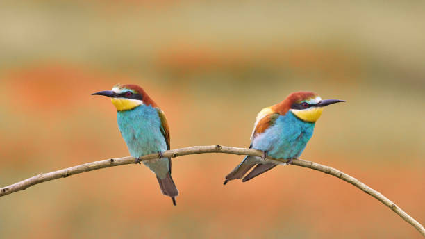 istock European bee-eater (Merops apiaster) in natural habitat 1576843285