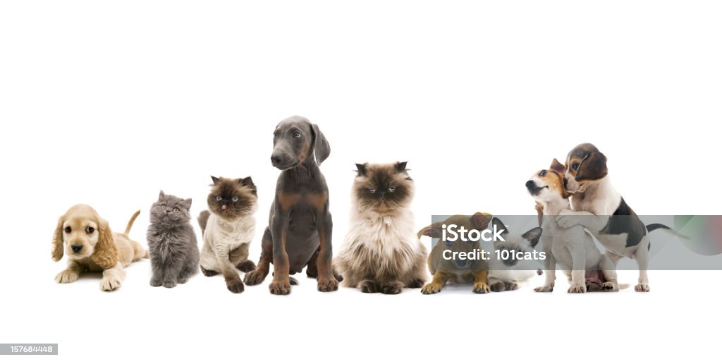 portrait de groupe d'animaux de compagnie - Photo de Chien libre de droits