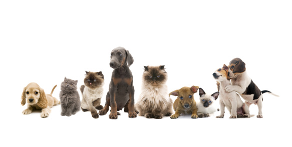 group portrait of cats and dogs
