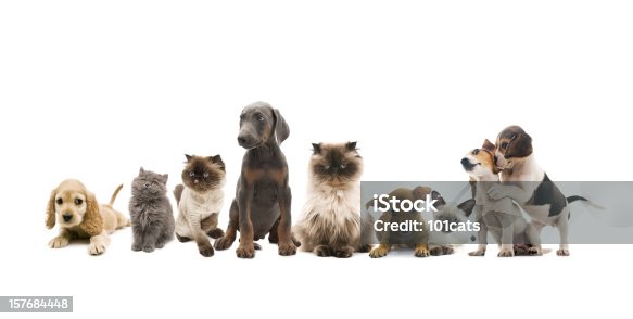 istock group portrait of pets 157684448