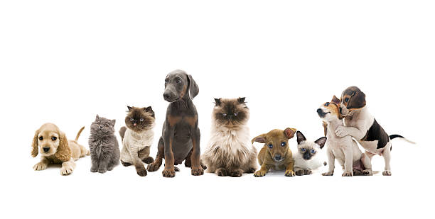 group portrait of pets group portrait of cats and dogs purebred cat photos stock pictures, royalty-free photos & images