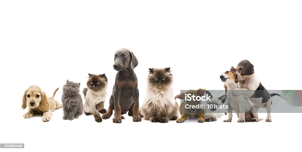 Группа Портрет животных - Стоковые фото Собака роялти-фри