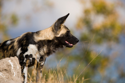 Head and shoulders profile of an alert African Wild Dog (Lycaon pictus) peering over a mound. With classic patchy fur pattern, the African Wild Dog is also known as a Cape Hunting Dog or Painted Dog.