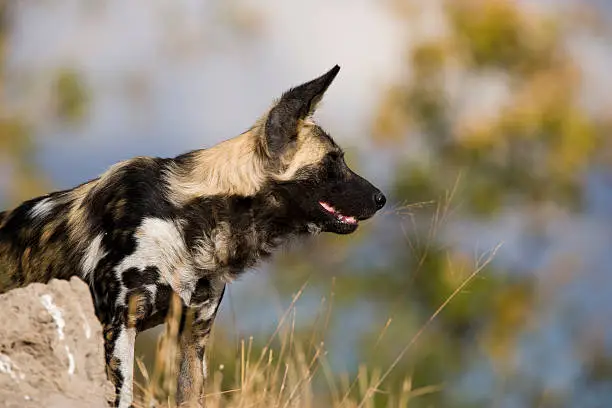 Head and shoulders profile of an alert African Wild Dog (Lycaon pictus) peering over a mound. With classic patchy fur pattern, the African Wild Dog is also known as a Cape Hunting Dog or Painted Dog.