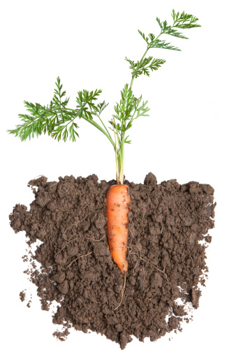 carrot plant in soil,, isolated on white