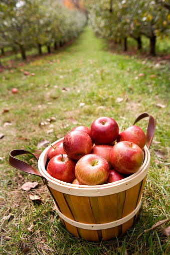 A small bushel basket of apples with orchard in the background. The brown wooden basket with leather handles rests in the grass between the rows of apples trees at a local orchard. The freshly picked red and green apples glow in the warm afternoon sunlight. Shot with shallow depth of field.