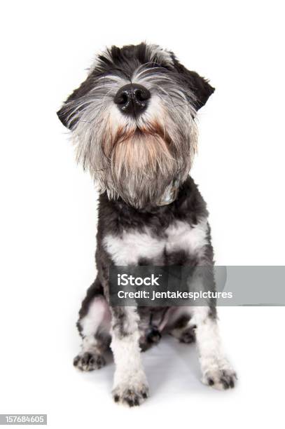 Foto de Nariz De Cachorro e mais fotos de stock de Animal - Animal, Animal de estimação, Animal doméstico