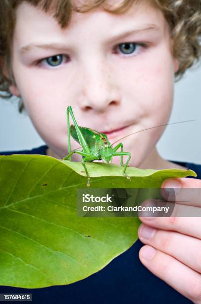 Young Boy 保持大きなキリギリスバッタの葉 - 子供のストックフォトや画像を多数ご用意 - 子供, 昆虫, バッタ