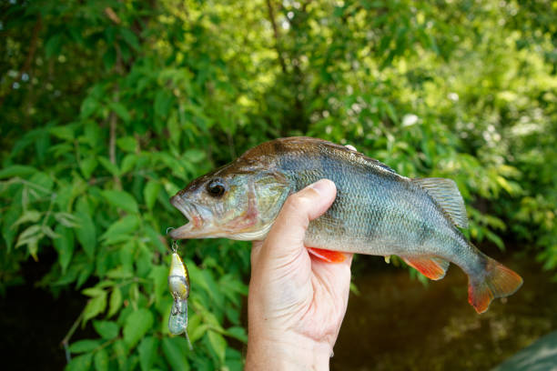 istock European perch in fisherman's hand 1576847177