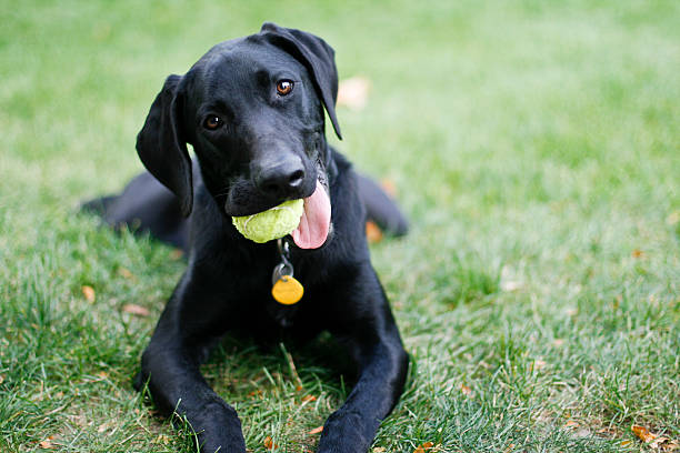 weimador hund - weimaraner dog animal domestic animals stock-fotos und bilder