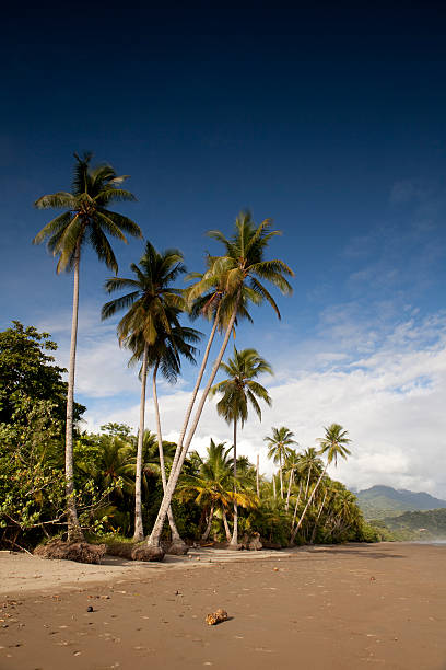 istock Tropical Setting in Uvita Costa Rica 157684744