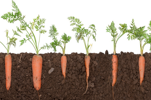 carrot plants in soil,, soil is cut to reveal the root.