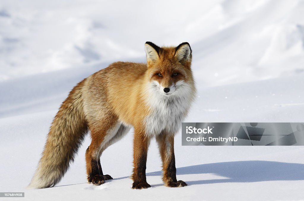 Fox in snowdrift. Red fox. Wildlife. Arctic,  Kolguev Island, Barents Sea, Russia. Fox Stock Photo