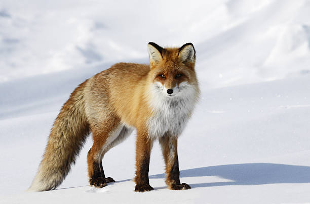 Fox in snowdrift. Red fox. Wildlife. Arctic,  Kolguev Island, Barents Sea, Russia. red fox photos stock pictures, royalty-free photos & images