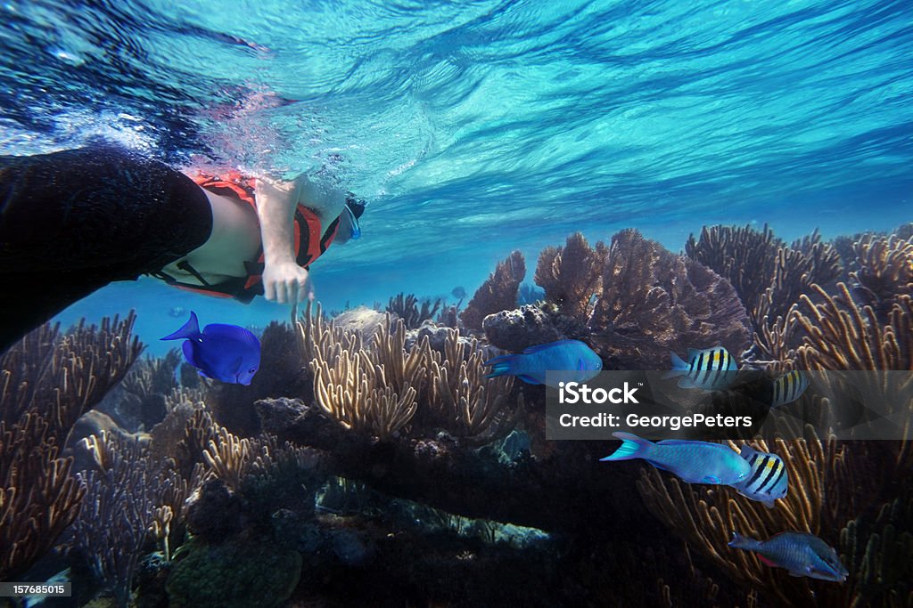 Snorkeling And Caribbean Reef With Fish Young man snorkeling on the Mayan Riviera reef surrounded by colorful tropical fish.  Snorkeling Stock Photo