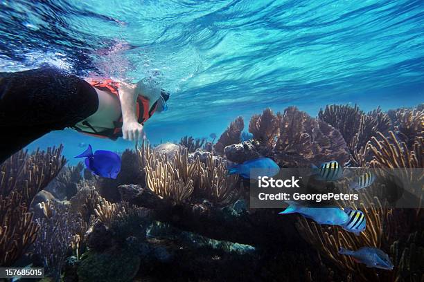 Snorkeling And Caribbean Reef With Fish Stock Photo - Download Image Now - Snorkeling, Snorkel, Cancun