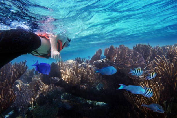 mergulho do caribe, com peixes e corais - beauty in nature coral angelfish fish - fotografias e filmes do acervo