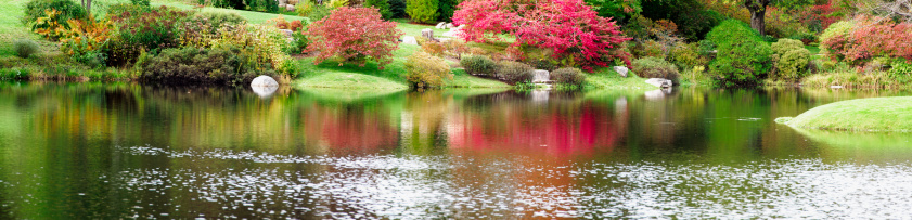 The red leaves of a burning bush in autumn are reflected in a pond of a Japanese style garden.