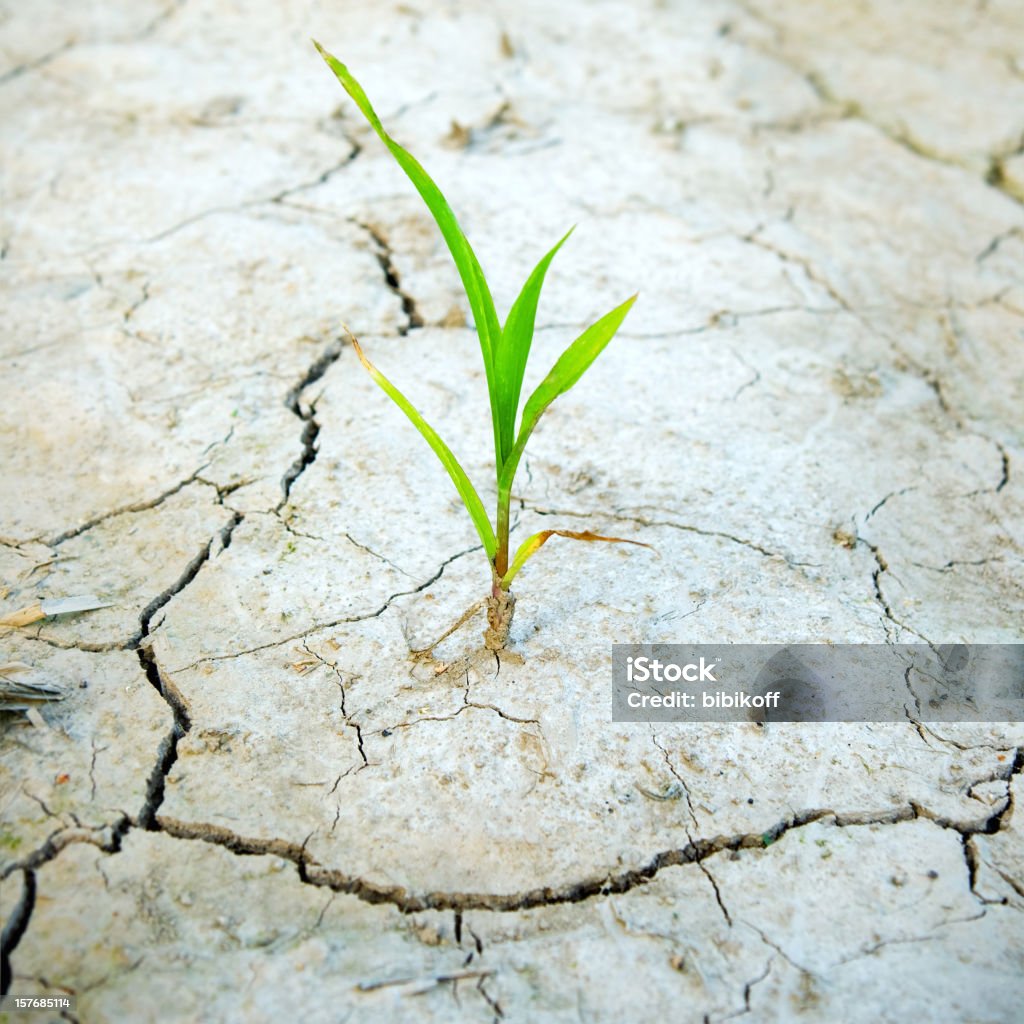 Vida en el desierto - Foto de stock de Desierto libre de derechos