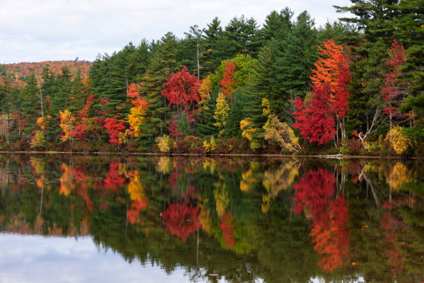 istock Autumn Perfect Mirror Image Reflection of Vivid Color Leaves 157685225