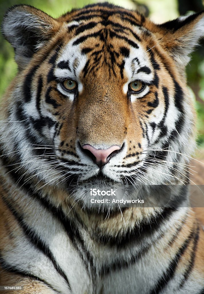 Wunderschöne Tiger - Lizenzfrei Tiger Stock-Foto