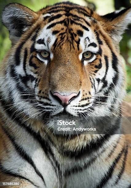 Photo libre de droit de Superbe Tigre banque d'images et plus d'images libres de droit de Tigre - Tigre, Animal mâle, Animaux à l'état sauvage