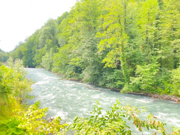 istock Mountain river against the backdrop of a green forest 1576853981