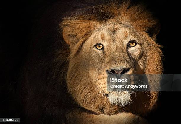 Starren Lion Stockfoto und mehr Bilder von Löwe - Großkatze - Löwe - Großkatze, Nah, Abenddämmerung