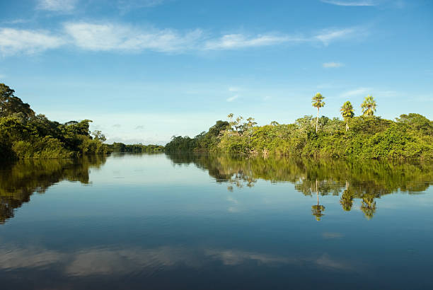 istock Pantanal wetlands, Brazil 157685541